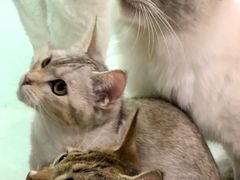 -Heymao猫咖.咖啡厅(东门店)