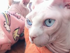 -猫小院猫主题咖啡厅(北锣店)