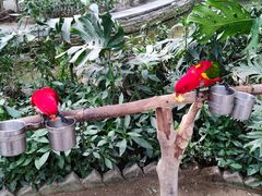 -南宫五洲植物乐园