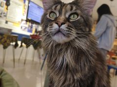 -平行世界·猫咖(首经贸店)