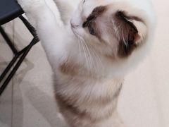 -藏猫猫咖啡主题馆(中央大道店)