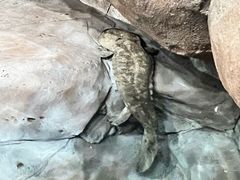 -上海海洋水族馆