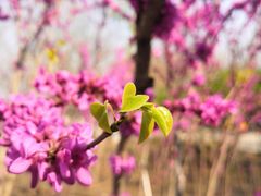 -大兴滨河森林公园