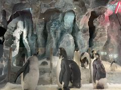 -帝企鹅自助餐厅•儿童岛•真企鹅(长隆企鹅酒店)