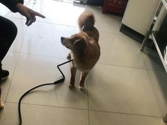 -申普宠物医院·眼科·心内科·影像科(普陀分院)