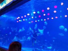 -烟台海昌鲸鲨海洋公园