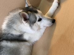 -Husky Go! 哈士奇体验馆·宠物咖啡厅狗咖