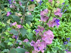 -国家植物园南园