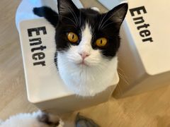 -有喵·猫咖·狗咖·30几只猫10只小狗(岗厦店)