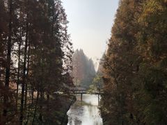 -黄海国家森林公园