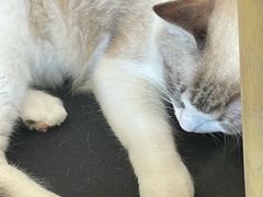 -Let's go狗咖·猫咖·奶狗·桌游(春熙路IFS店)