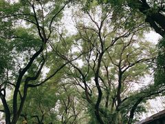 -北京国子监胡同
