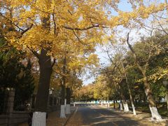 -八大关景区