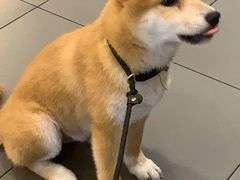 -博特宠物医院24h犬猫全科.骨科·异宠