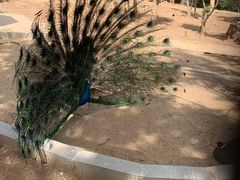 -石家庄市动物园