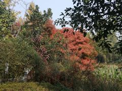 -昆山城市生态森林公园