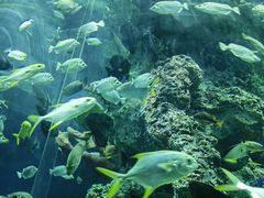 -芜湖新华联大白鲸海洋公园