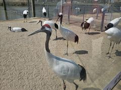 -盐城丹顶鹤湿地生态旅游区