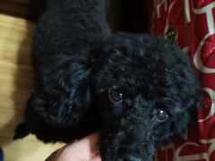 -安安宠物医院(情缘分院)