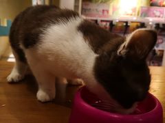 -猫小院猫主题咖啡厅(北锣店)