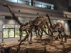 -自贡恐龙博物馆