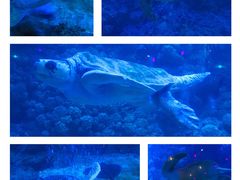 -海合安青岛极地海洋公园
