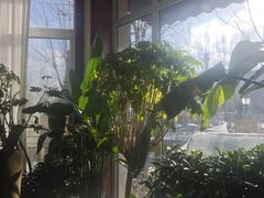 -子霖南山鲜虾面(南山总店)