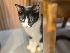 -原田新料理(1912店)