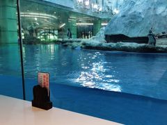 -帝企鹅自助餐厅•儿童岛•真企鹅(长隆企鹅酒店)