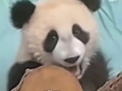 -清真双宝红油牛系列
