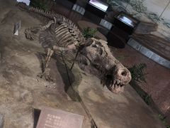 -自贡恐龙博物馆