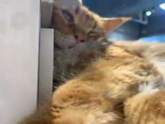 -Heymao猫咖.咖啡厅(东门店)