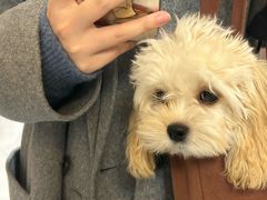 -美联众合动物医院·24h转诊中心