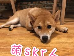 -柴犬高等学院·狗咖·柴犬售卖·宠物训练