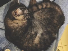 -平行世界·猫咖(首经贸店)