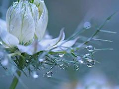 拌三丁-香妃烤鸡(新奥店)