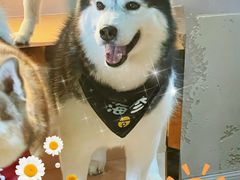 -Husky Go! 哈士奇体验馆·宠物咖啡厅狗咖