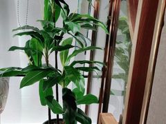 -六月雪干锅(绵阳王府井百货店)