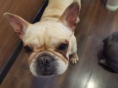 -柯斗斗主题餐厅·狗咖·围炉煮茶·茶饮(国瑞升平里店)