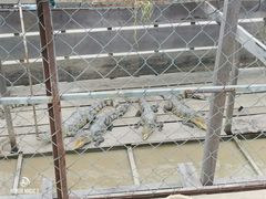 -洞里萨湖