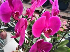 -保定市花鸟鱼虫市场