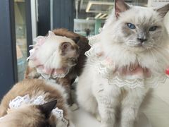 -怪兽屋·羊驼·猫咖·狗咖(俊华广场店)