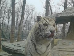 -北京野生动物园