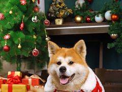 -超宠爱宠物摄影-Super pet