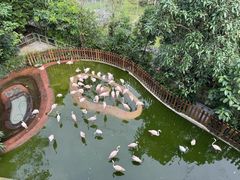 -新加坡飞禽公园