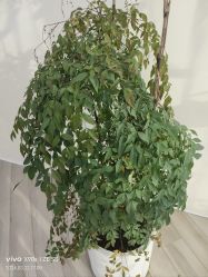 -HEYAN荷妍专业脱毛连锁机构