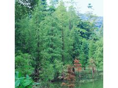 -广州市帽峰山景区