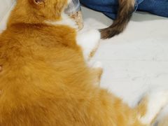 -猫房·猫吧·猫咖(龙湖时代汇店)