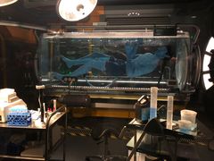 -奥兰多迪士尼动物王国乐园