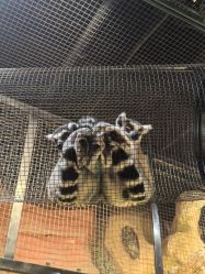 -Zoolung Zoolung动物主题公园(海信广场店)